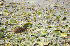 Ixobrychus cinnamomeus