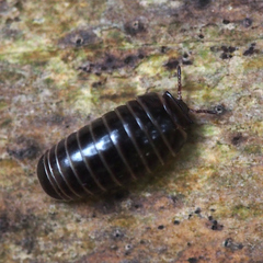 Glomeridae