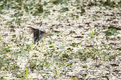 Nettapus coromandelianus