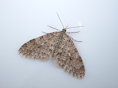 Trichopteryx nagaii