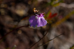 Utricularia uniflora