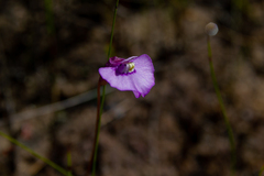 Utricularia uniflora