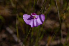 Utricularia uniflora