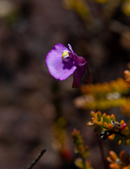 Utricularia uniflora