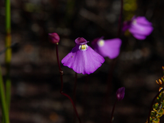 Utricularia uniflora