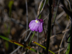 Utricularia uniflora
