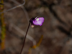 Utricularia uniflora