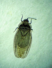 Acalypta