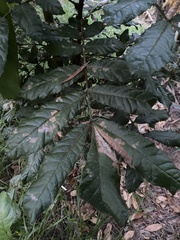 Davidsonia jerseyana