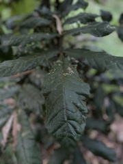 Davidsonia jerseyana