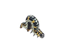 Sebastosema bubonaria