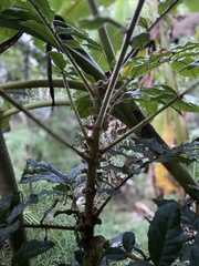 Davidsonia jerseyana