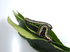 Sebastosema bubonaria