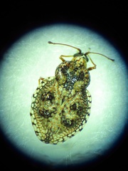 Dictyla rotundata