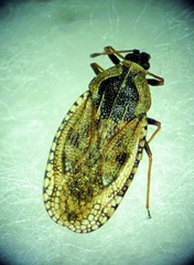 Dictyla echii
