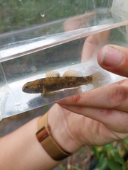 Gobiomorphus basalis