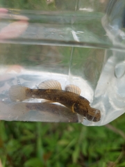 Gobiomorphus basalis