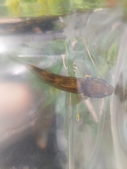 Gobiomorphus basalis