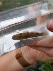 Gobiomorphus basalis