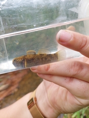 Gobiomorphus basalis