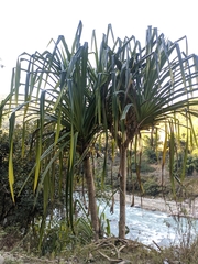 Pandanus furcatus