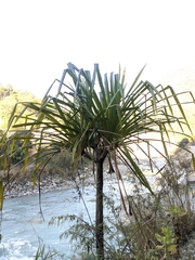 Pandanus furcatus