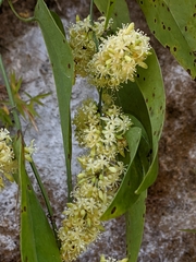 Smilax perfoliata