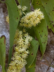Smilax perfoliata