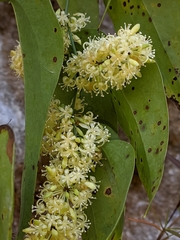 Smilax perfoliata