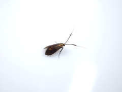 Nemophora albiantennella