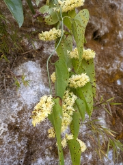 Smilax perfoliata