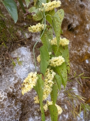 Smilax perfoliata
