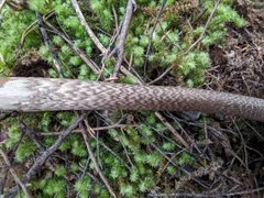 Amanita pekeoides