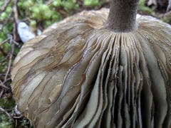 Amanita pekeoides