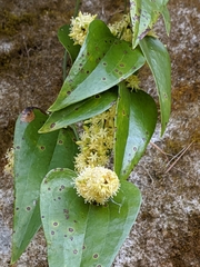 Smilax perfoliata