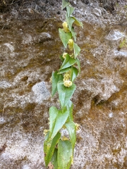 Smilax perfoliata