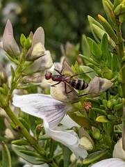 Camponotus aurocinctus