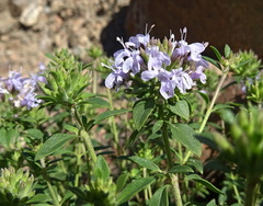 Ziziphora clinopodioides