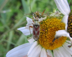 Calocoris roseomaculatus