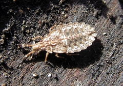 Aradus depressus