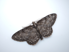 Protoboarmia simpliciaria