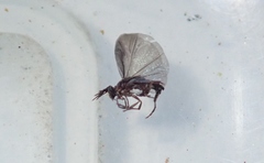 Stylopidae
