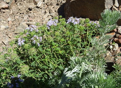 Ziziphora clinopodioides