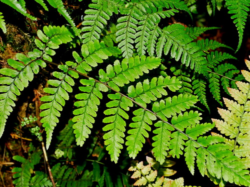 Athyrium arisanense (Athyrium arisanense)