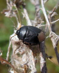 Sehirus luctuosus