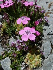 Dianthus pavonius