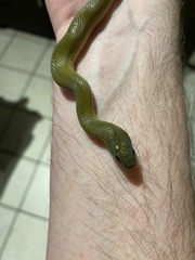 Lycodonomorphus inornatus