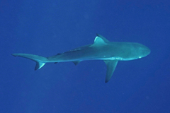 Carcharhinus amblyrhynchos