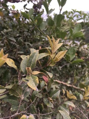 Diospyros scabrida