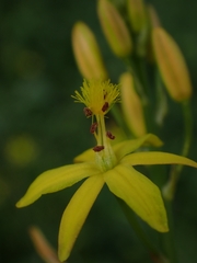 Bulbine semibarbata